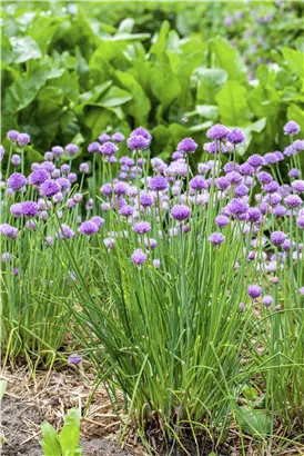 Schnittlauch - Allium schoenoprasum