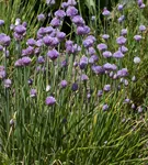 Schnittlauch - Allium schoenoprasum