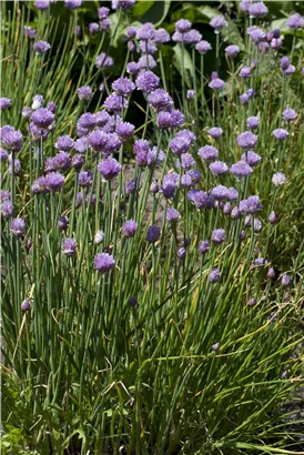 Schnittlauch - Allium schoenoprasum