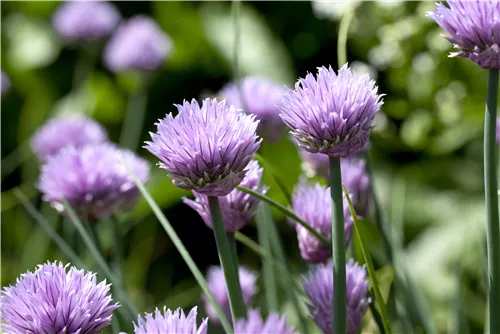 Schnittlauch - Allium schoenoprasum