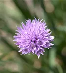 Schnittlauch - Allium schoenoprasum