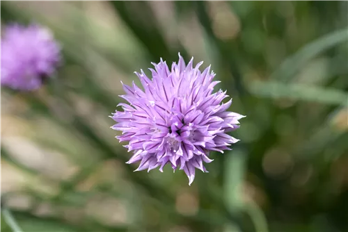 Schnittlauch - Allium schoenoprasum