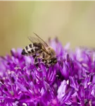 Schnittlauch - Allium schoenoprasum
