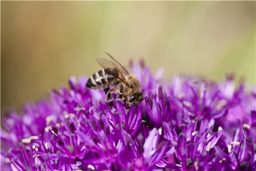 Schnittlauch - Allium schoenoprasum
