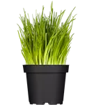 Schnittlauch - Allium schoenoprasum