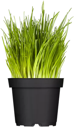 Schnittlauch - Allium schoenoprasum