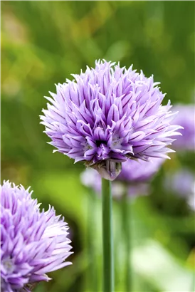 Schnittlauch - Allium schoenoprasum