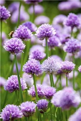 Schnittlauch - Allium schoenoprasum