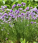Schnittlauch - Allium schoenoprasum