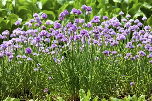 Schnittlauch - Allium schoenoprasum
