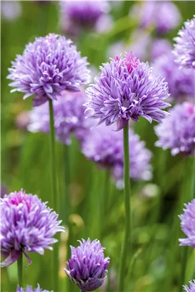 Schnittlauch - Allium schoenoprasum