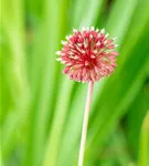 Kugelkopfiger Lauch - Allium sphaerocephalon