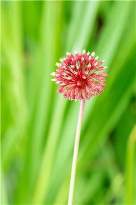 Kugelkopfiger Lauch - Allium sphaerocephalon