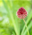 Kugelkopfiger Lauch - Allium sphaerocephalon