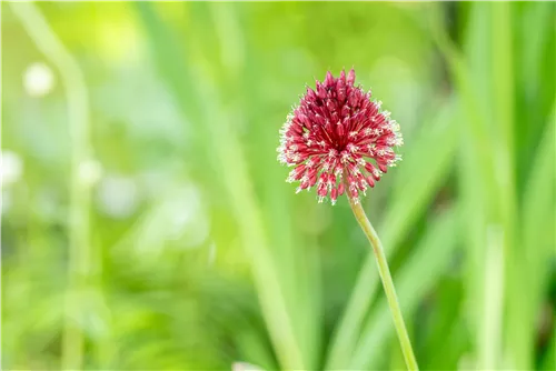 Kugelkopfiger Lauch - Allium sphaerocephalon