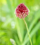 Kugelkopfiger Lauch - Allium sphaerocephalon
