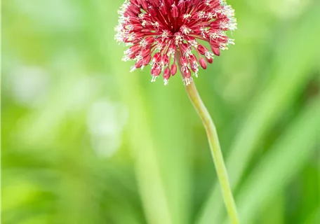Allium sphaerocephalon - Kugelkopfiger Lauch
