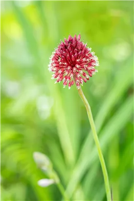 Kugelkopfiger Lauch - Allium sphaerocephalon