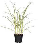 Schnittknoblauch - Allium tuberosum