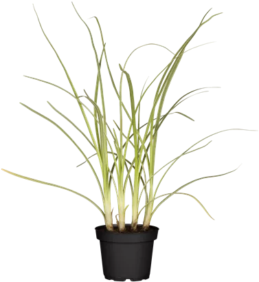 Schnittknoblauch - Allium tuberosum
