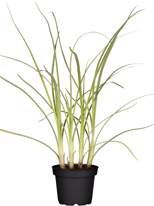 Schnittknoblauch - Allium tuberosum