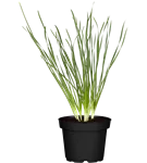 Schnittknoblauch - Allium tuberosum