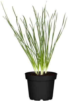 Schnittknoblauch - Allium tuberosum