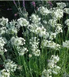 Schnittknoblauch - Allium tuberosum