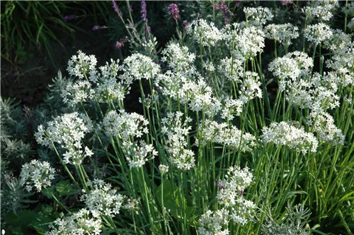 Schnittknoblauch - Allium tuberosum