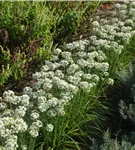 Schnittknoblauch - Allium tuberosum