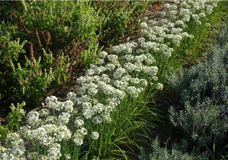 Allium tuberosum - Schnittknoblauch