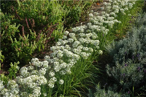 Schnittknoblauch - Allium tuberosum