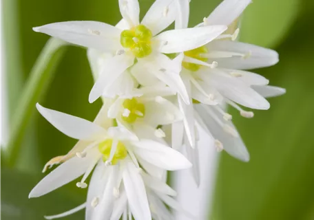 Allium ursinum - Bärlauch