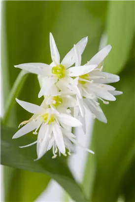 Bärlauch - Allium ursinum