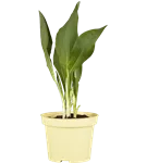 Bärlauch - Allium ursinum