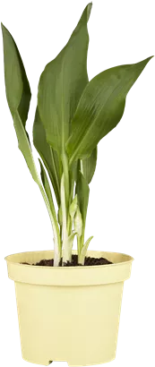 Bärlauch - Allium ursinum