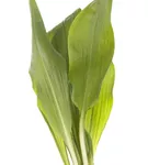 Bärlauch - Allium ursinum