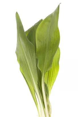 Bärlauch - Allium ursinum