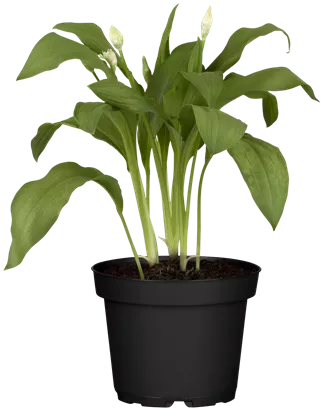 Bärlauch - Allium ursinum