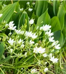 Bärlauch - Allium ursinum