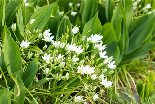 Bärlauch - Allium ursinum