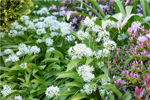 Bärlauch - Allium ursinum