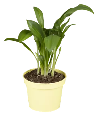 Bärlauch - Allium ursinum