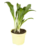 Bärlauch - Allium ursinum