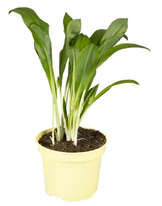 Bärlauch - Allium ursinum