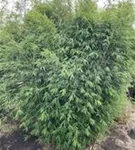 Gartenbambus 'Dogon Dreams'® - Fargesia 'Dogon Dreams'