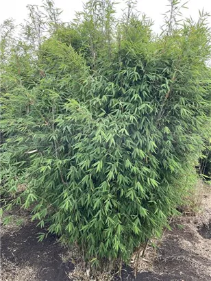 Gartenbambus 'Dogon Dreams'® - Fargesia 'Dogon Dreams'