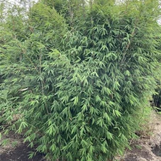 Fargesia 'Dogon Dreams', mDb 200- 250