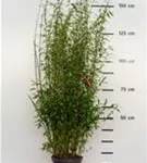 Gartenbambus 'Jiuzhaigou Bonfire'® - Fargesia 'Jiuzhaigou Bonfire®'