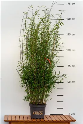 Gartenbambus 'Jiuzhaigou Bonfire'® - Fargesia 'Jiuzhaigou Bonfire®'